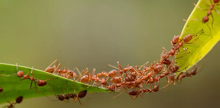 Fire ants swarming on a leaf in a Katy yard