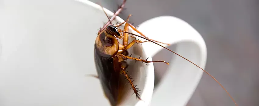 Cockroach exterminator in Katy, TX