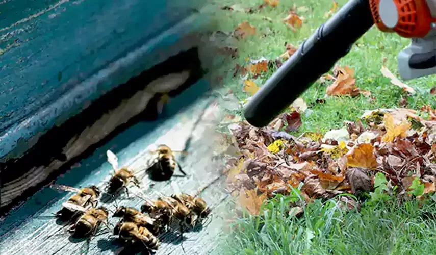 Wasp pest control Katy TX